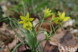 Schedegeelster (Gagea spathacea) 