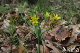 Schedegeelster (Gagea spathacea) 