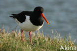 Oystercatcher (Haematopus ostralegus)
