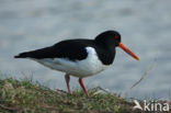 Oystercatcher (Haematopus ostralegus)