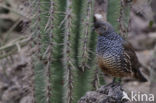 Scaled Quail (Callipepla squamata)