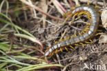 Scolopendra cingulata (rode lijst  IUCN