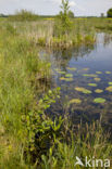 Lilypad White-faced Darter (Leucorrhinia caudalis)