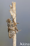 Lilypad White-faced Darter (Leucorrhinia caudalis)