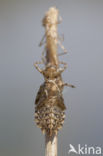 Lilypad White-faced Darter (Leucorrhinia caudalis)