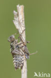 Lilypad White-faced Darter (Leucorrhinia caudalis)