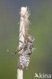 Lilypad White-faced Darter (Leucorrhinia caudalis)