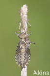 Lilypad White-faced Darter (Leucorrhinia caudalis)