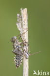 Lilypad White-faced Darter (Leucorrhinia caudalis)
