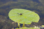 Lilypad White-faced Darter (Leucorrhinia caudalis)
