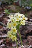 Slanke sleutelbloem (Primula elatior)