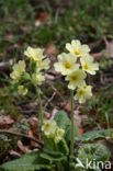 Oxlip (Primula elatior)