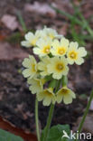 Slanke sleutelbloem (Primula elatior)