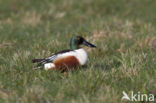 Slobeend (Anas clypeata) 