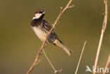 Spanish Sparrow (Passer hispaniolensis)