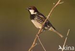Spanish Sparrow (Passer hispaniolensis)