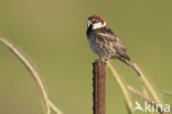 Spanish Sparrow (Passer hispaniolensis)