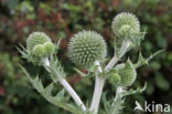 Spear Thistle (Cirsium vulgare)