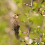 Sprinkhaanzanger (Locustella naevia)