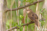 Sprinkhaanzanger (Locustella naevia)