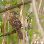 Sprinkhaanzanger (Locustella naevia)