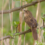 Sprinkhaanzanger (Locustella naevia)