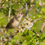 Sprinkhaanzanger (Locustella naevia)