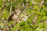 Sprinkhaanzanger (Locustella naevia)