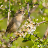 Sprinkhaanzanger (Locustella naevia)