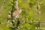 Sprinkhaanzanger (Locustella naevia)