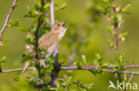 Sprinkhaanzanger (Locustella naevia)