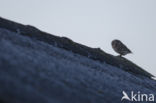 Little Owl (Athene noctua)