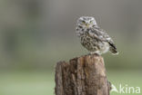 Little Owl (Athene noctua)