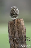 Little Owl (Athene noctua)