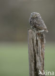 Little Owl (Athene noctua)