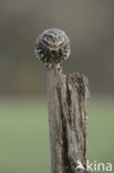 Little Owl (Athene noctua)
