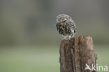 Little Owl (Athene noctua)