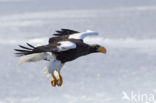 Stellers Zeearend (Haliaeetus pelagicus) 