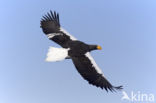 Stellers Zeearend (Haliaeetus pelagicus) 