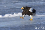 Stellers Zeearend (Haliaeetus pelagicus) 