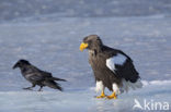 Steller s sea eagle (Haliaeetus pelagicus) 