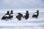 Steller s sea eagle (Haliaeetus pelagicus) 