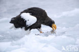 Steller s sea eagle (Haliaeetus pelagicus) 