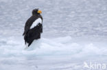 Steller s sea eagle (Haliaeetus pelagicus) 