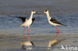 Black-winged Stilt (Himantopus himantopus)