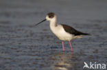 Black-winged Stilt (Himantopus himantopus)