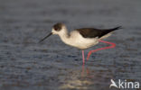 Black-winged Stilt (Himantopus himantopus)