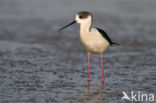 Black-winged Stilt (Himantopus himantopus)