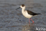 Black-winged Stilt (Himantopus himantopus)