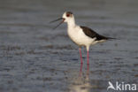 Black-winged Stilt (Himantopus himantopus)